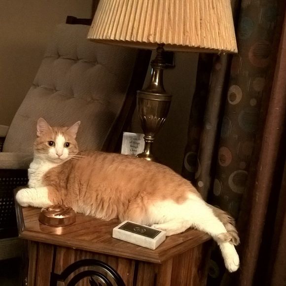 Meet your Posher, Diane - Picture 1 of 1